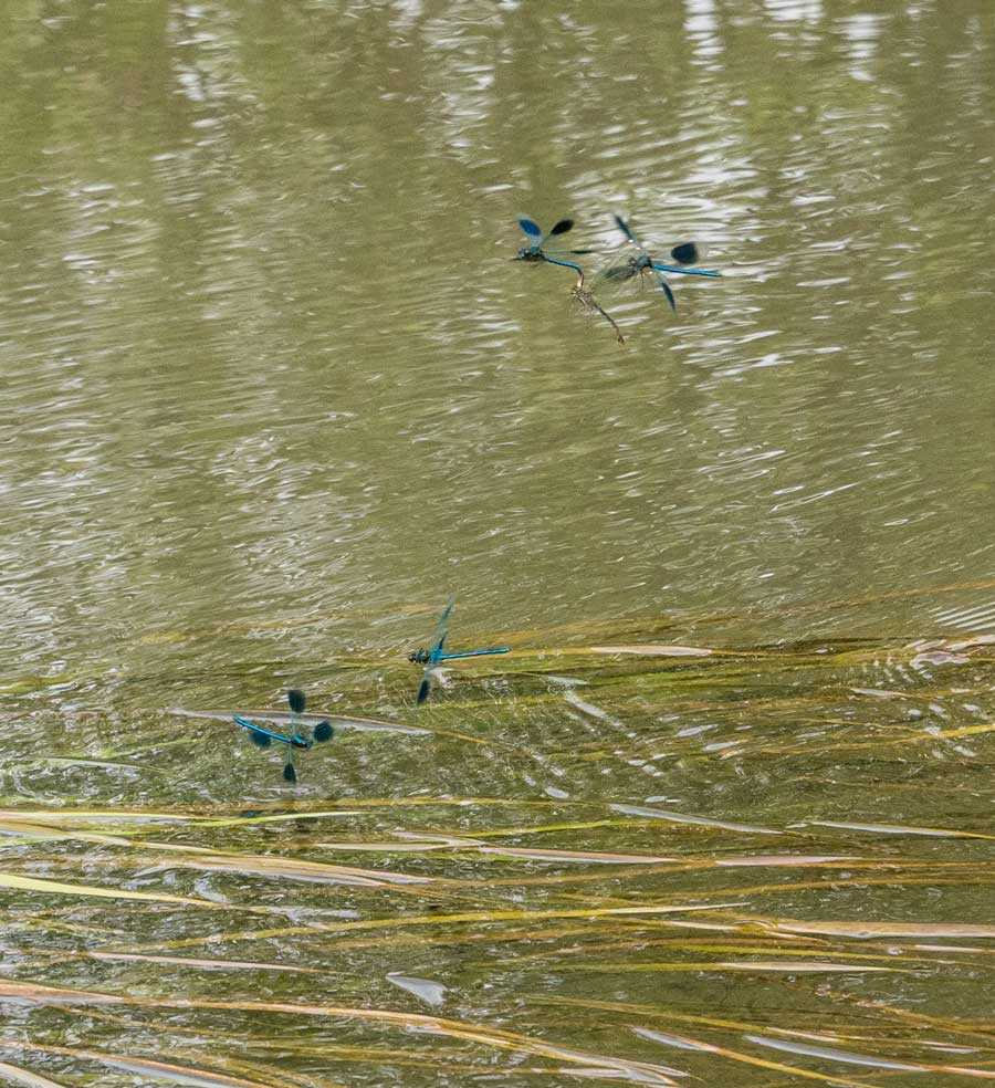 Calopteryx_splendens